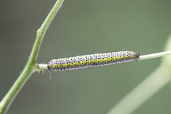 Euchloe simplonia