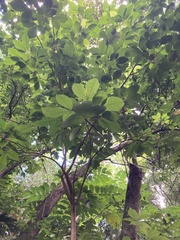 Lagerstroemia speciosa
