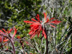 Castilleja affinis