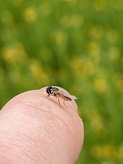 Toxomerus marginatus