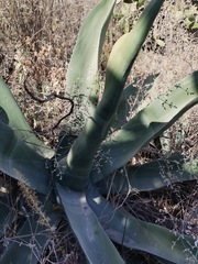 Agave salmiana