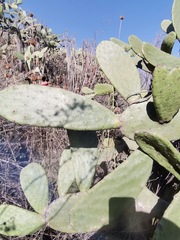 Opuntia
