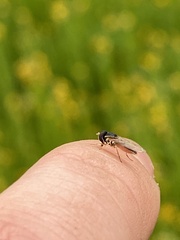 Toxomerus marginatus