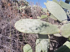 Opuntia
