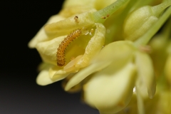 Euchloe simplonia