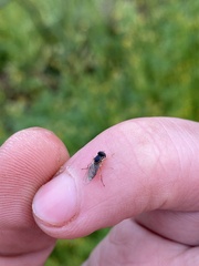 Toxomerus marginatus