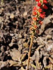 Echeveria coccinea