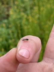 Toxomerus marginatus