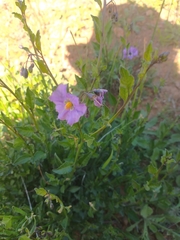 Solanum parishii