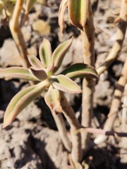 Echeveria coccinea
