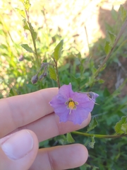 Solanum parishii