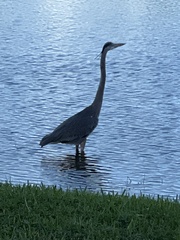 Ardea herodias