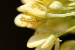 Euchloe simplonia