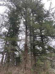 Pseudotsuga menziesii