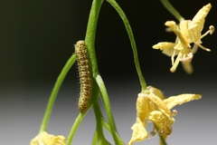 Euchloe simplonia