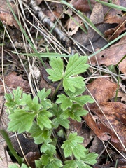 Ranunculus occidentalis