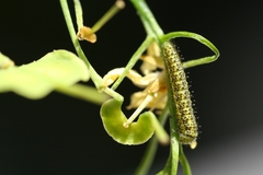 Euchloe simplonia