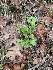 Ranunculus occidentalis
