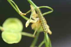 Euchloe simplonia
