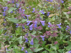 Nepeta × faassenii