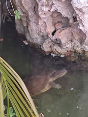 Trachemys decussata decussata