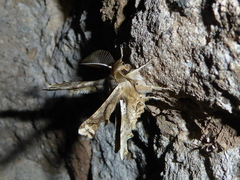 Apochima flabellaria