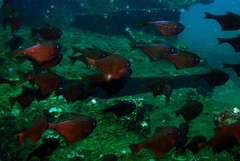 Pempheris vanicolensis