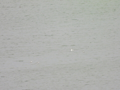 Aechmophorus occidentalis