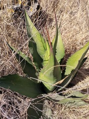Agave salmiana