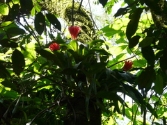 Billbergia pyramidalis