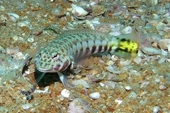 Parapercis clathrata