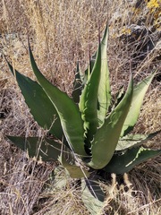 Agave salmiana
