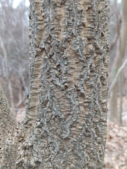 Phellodendron amurense