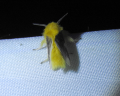 Megalopyge lanceolata