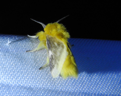 Megalopyge lanceolata