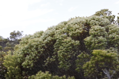 Leucadendron meridianum