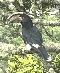 Bycanistes bucinator