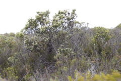 Leucadendron meridianum