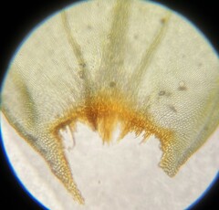 Antitrichia curtipendula