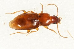 Trichotichnus laevicollis