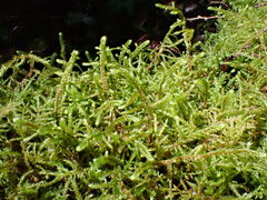 Antitrichia curtipendula