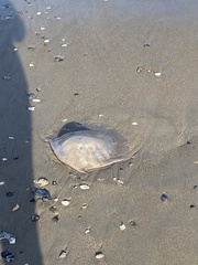Rhopilema verrilli