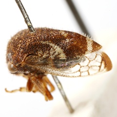 Vanduzea segmentata
