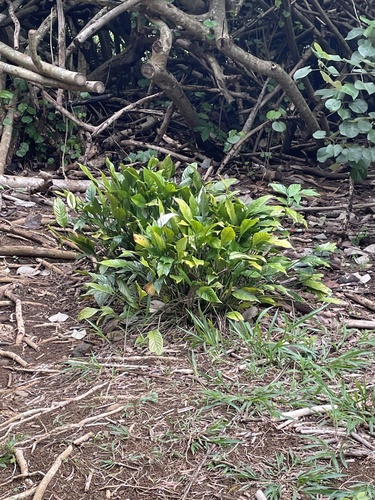 Spathiphyllum wallisii observed 2023-02-04