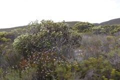 Leucadendron meridianum