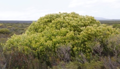Leucadendron meridianum