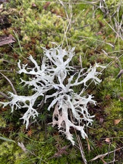 Evernia