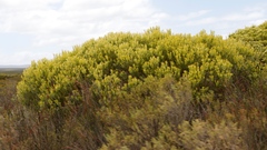 Leucadendron meridianum