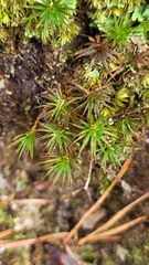 Polytrichum commune