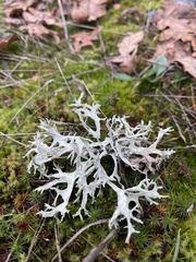 Evernia
